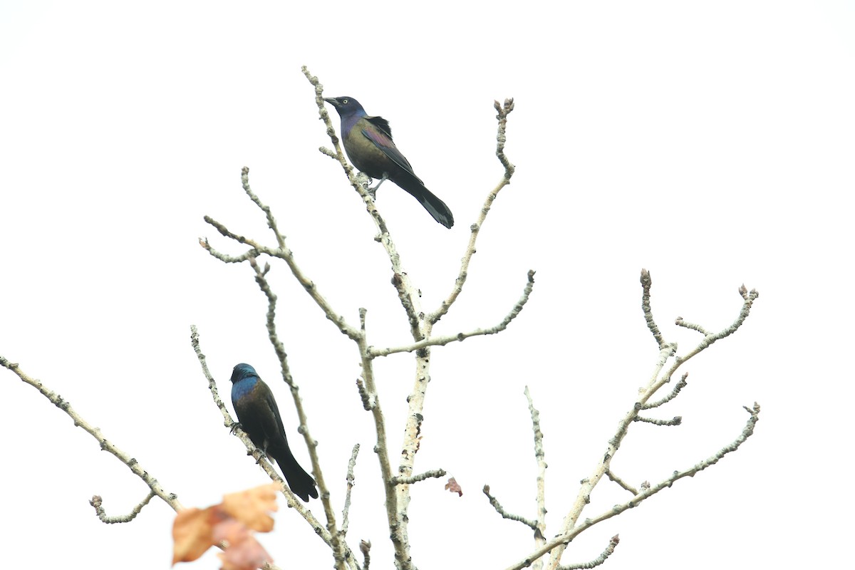 Common Grackle - ML641855013