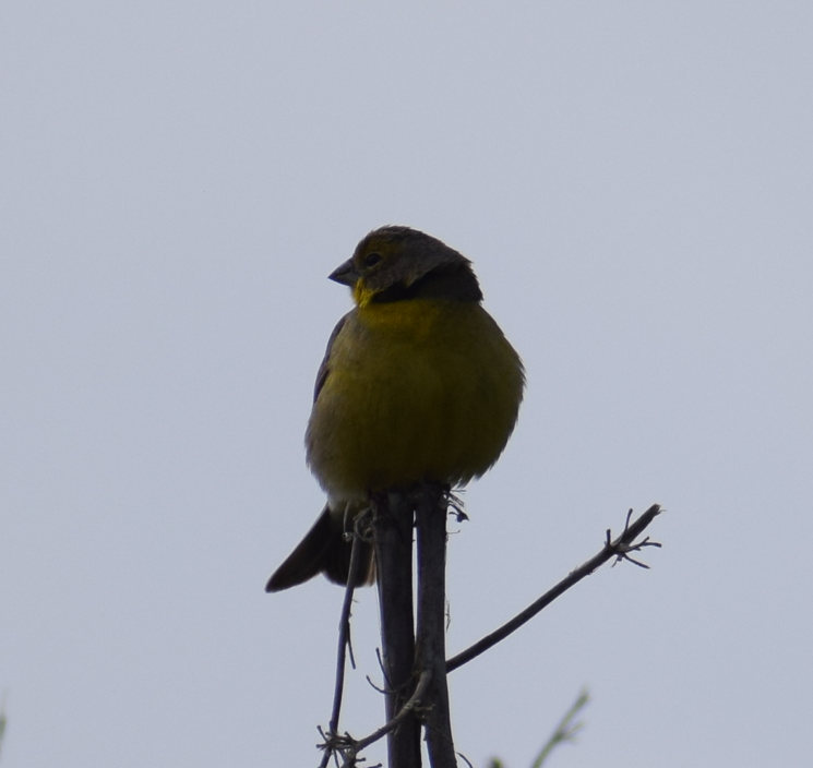Grassland Yellow-Finch - ML641855015