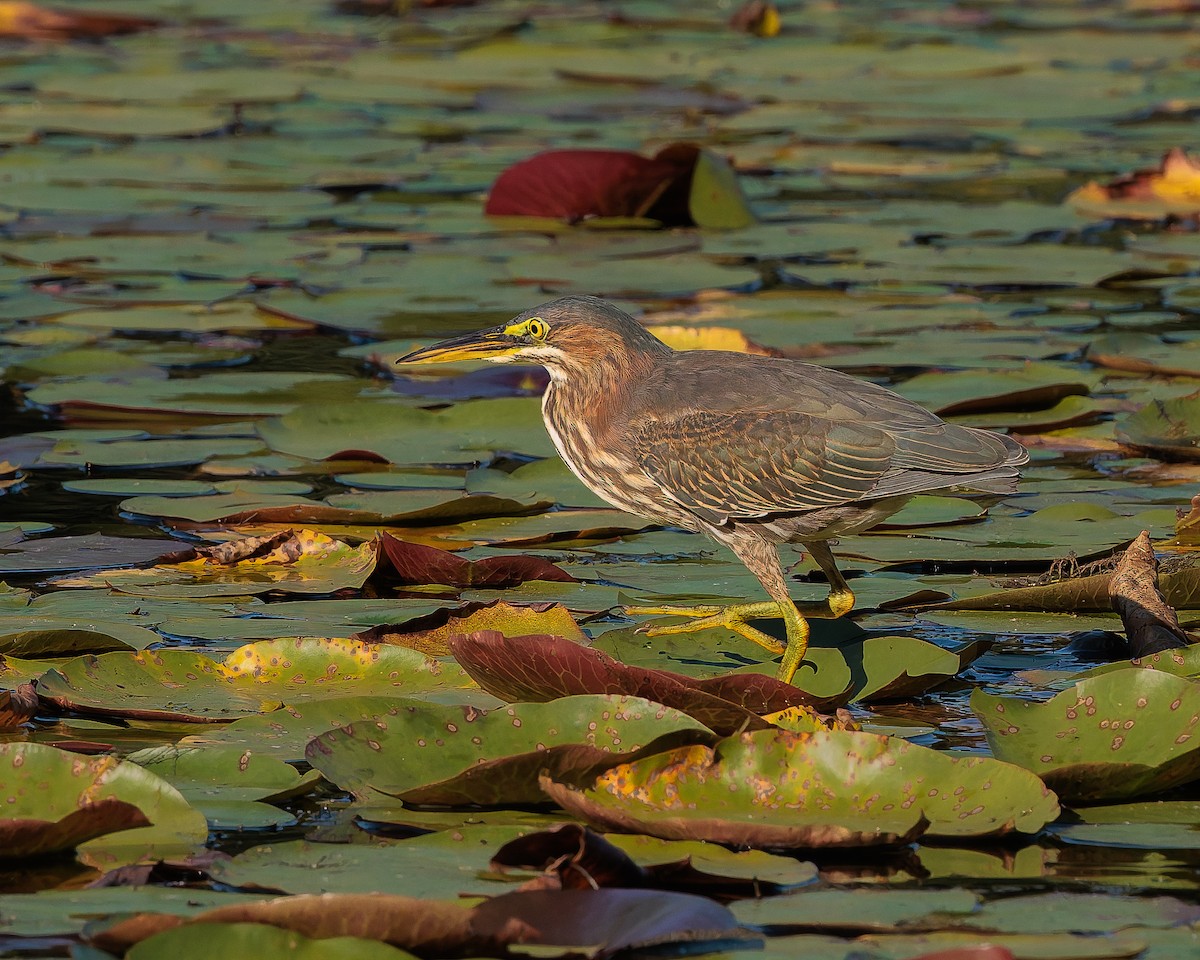 Green Heron - ML641855016