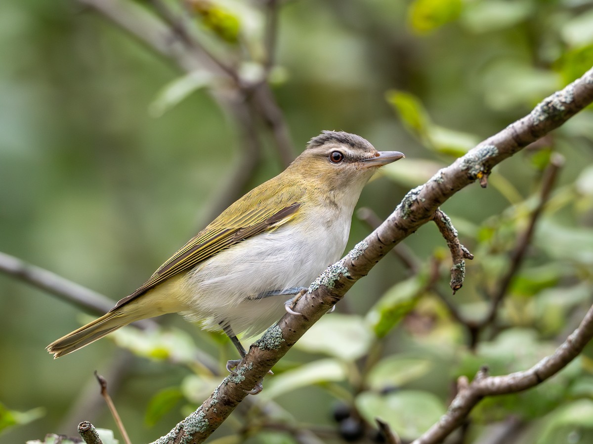 Red-eyed Vireo - ML641855020