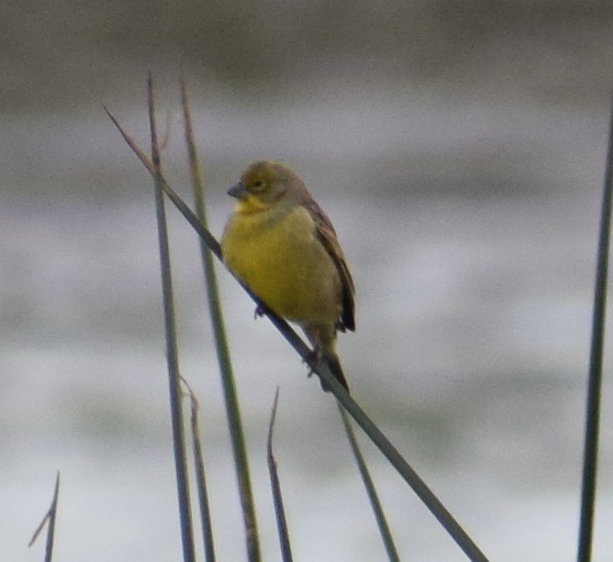 Grassland Yellow-Finch - ML641855071
