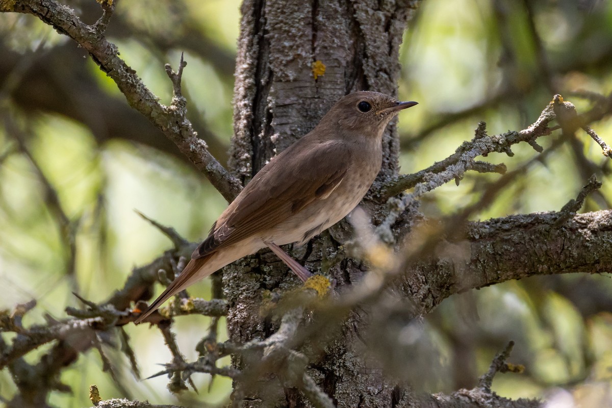 Thrush Nightingale - ML641855105