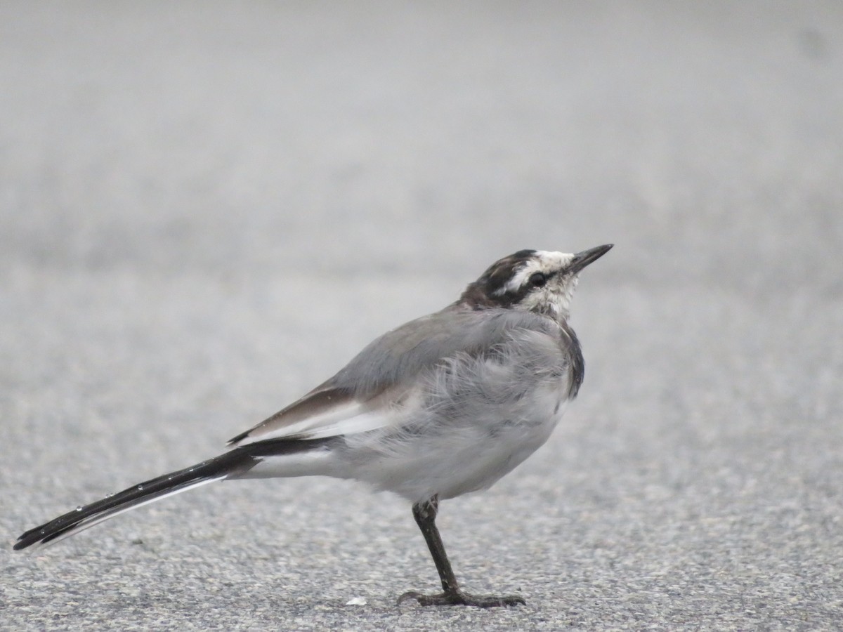 White Wagtail (Black-backed) - ML641855110