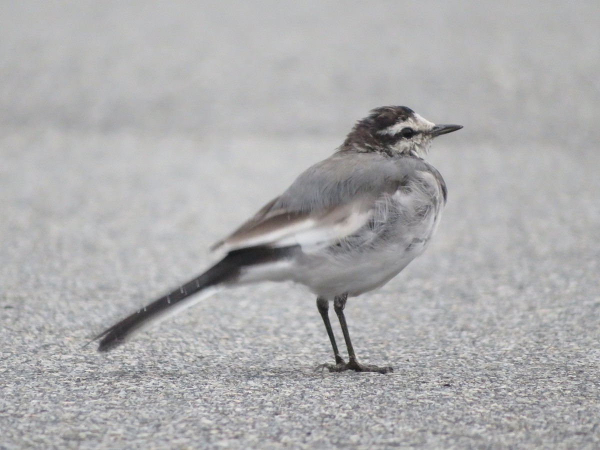 White Wagtail (Black-backed) - ML641855112
