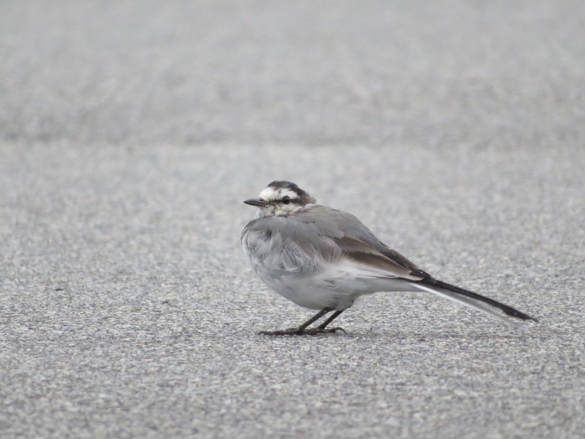 White Wagtail (Black-backed) - ML641855113