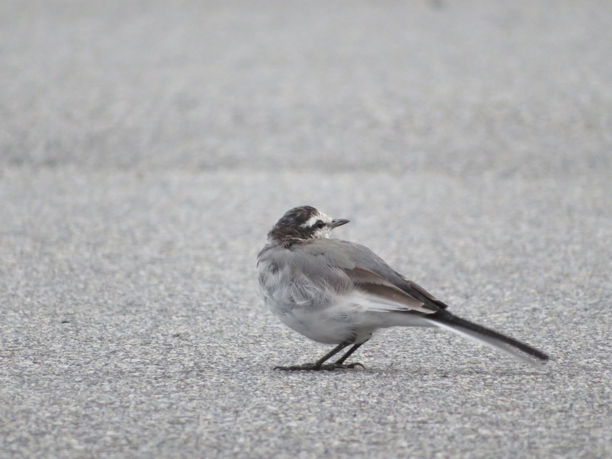 White Wagtail (Black-backed) - ML641855114