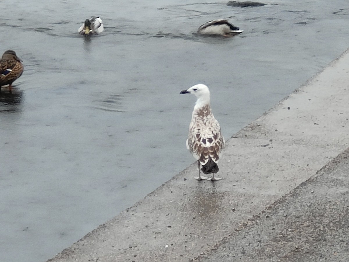 Caspian Gull - ML641855137