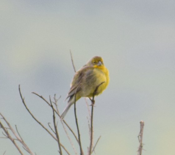 Grassland Yellow-Finch - ML641855145