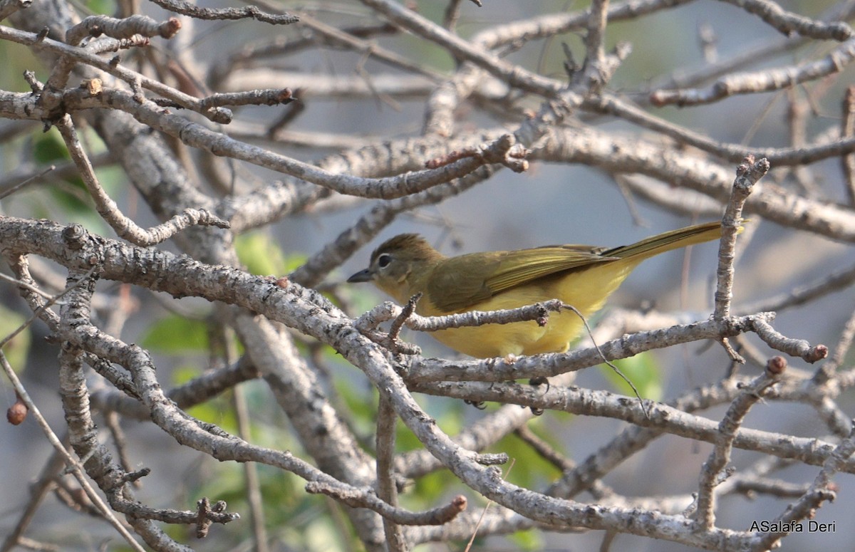 Yellow-bellied Greenbul - ML641855150