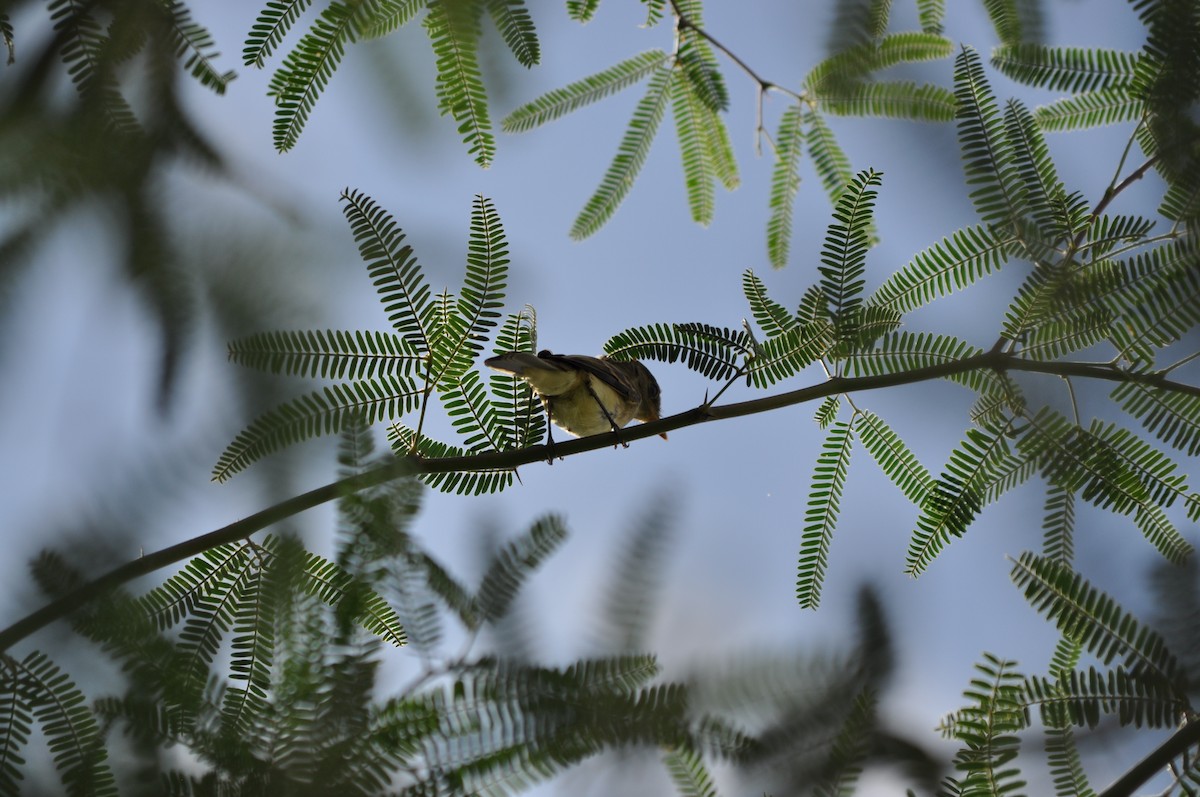 Western Flycatcher - ML641855163