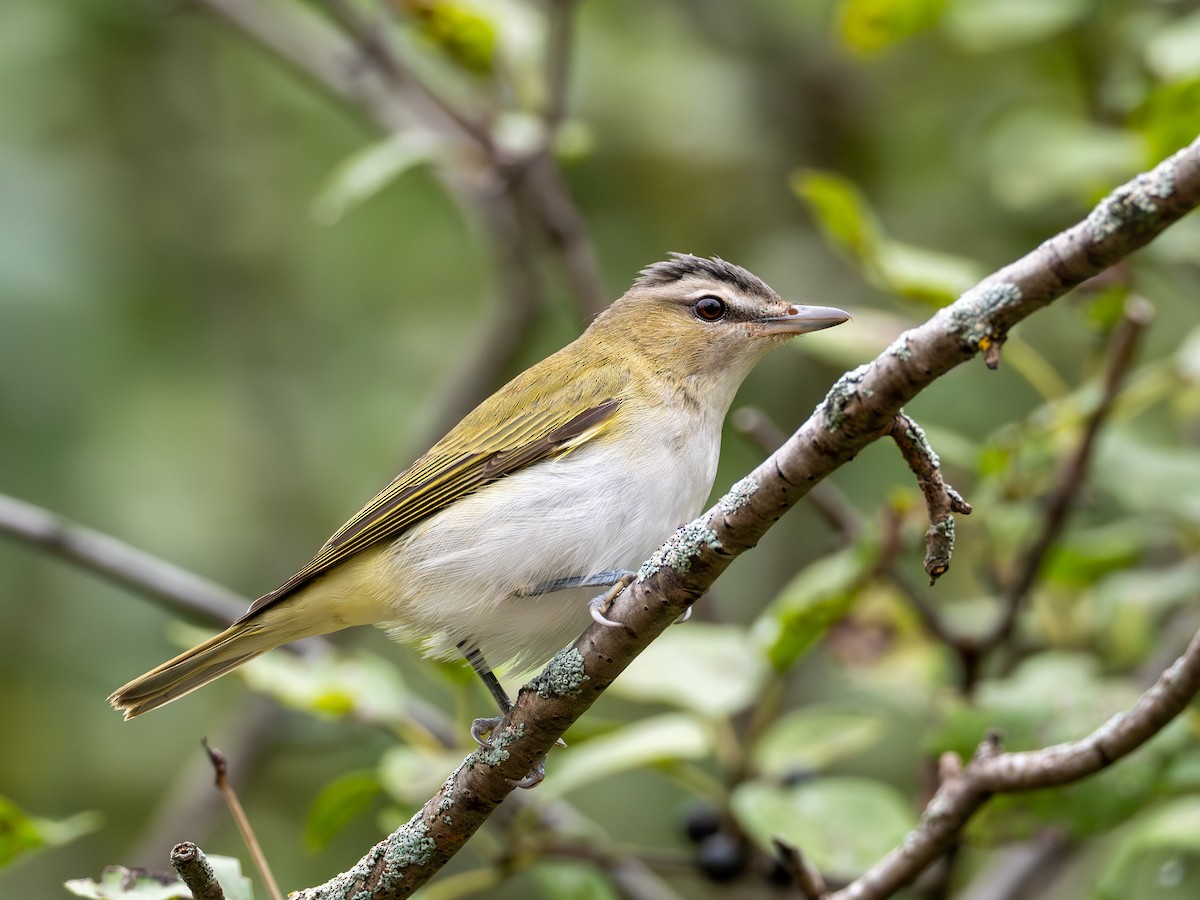 Red-eyed Vireo - ML641855181