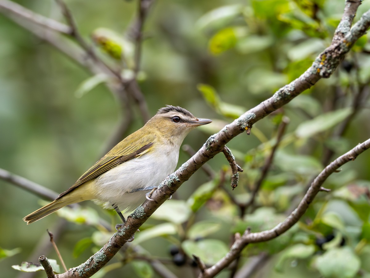 Red-eyed Vireo - ML641855182
