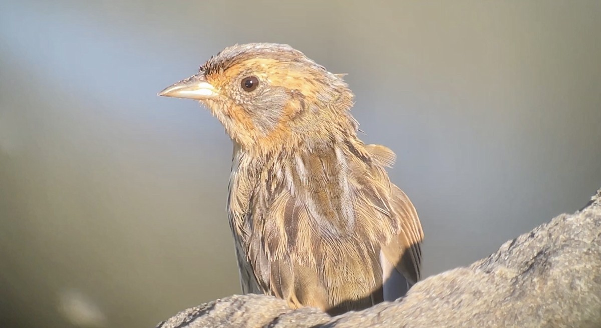 Saltmarsh Sparrow - ML641855187