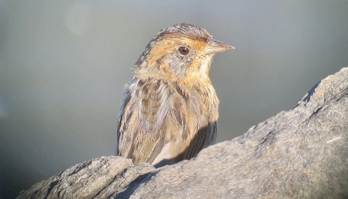 Saltmarsh Sparrow - ML641855188