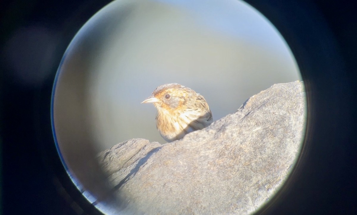 Saltmarsh Sparrow - ML641855189
