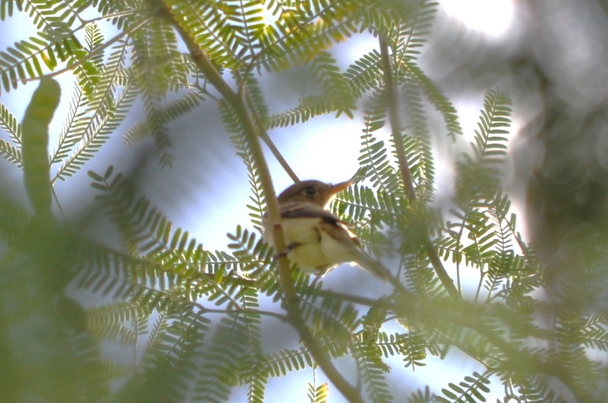Western Flycatcher - ML641855197