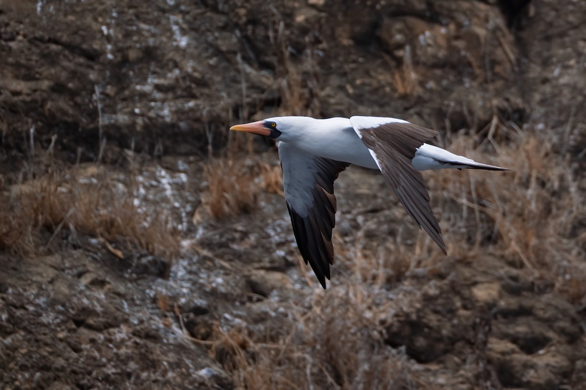 Nazca Booby - ML641855198