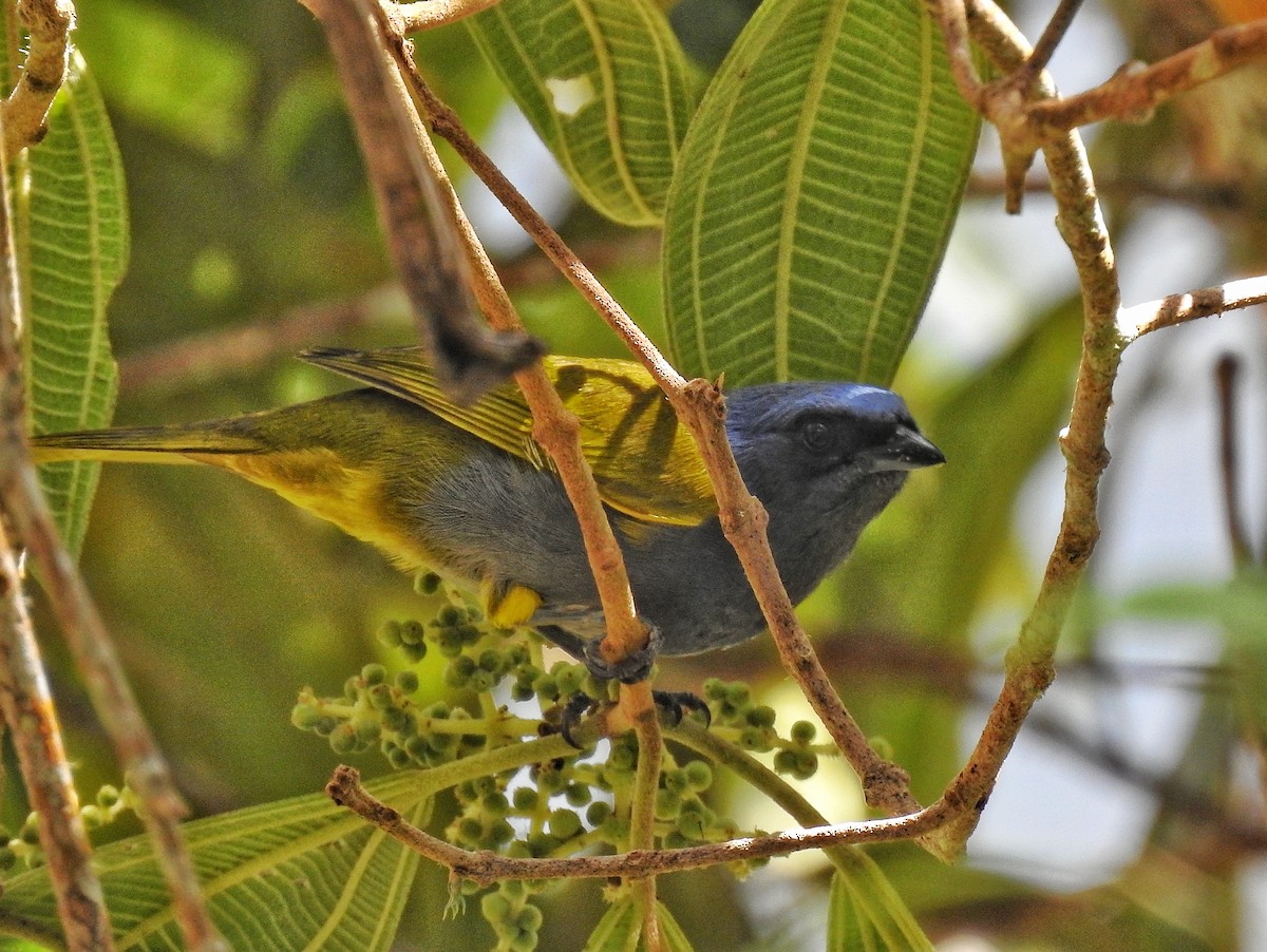 Blue-capped Tanager - ML641855245