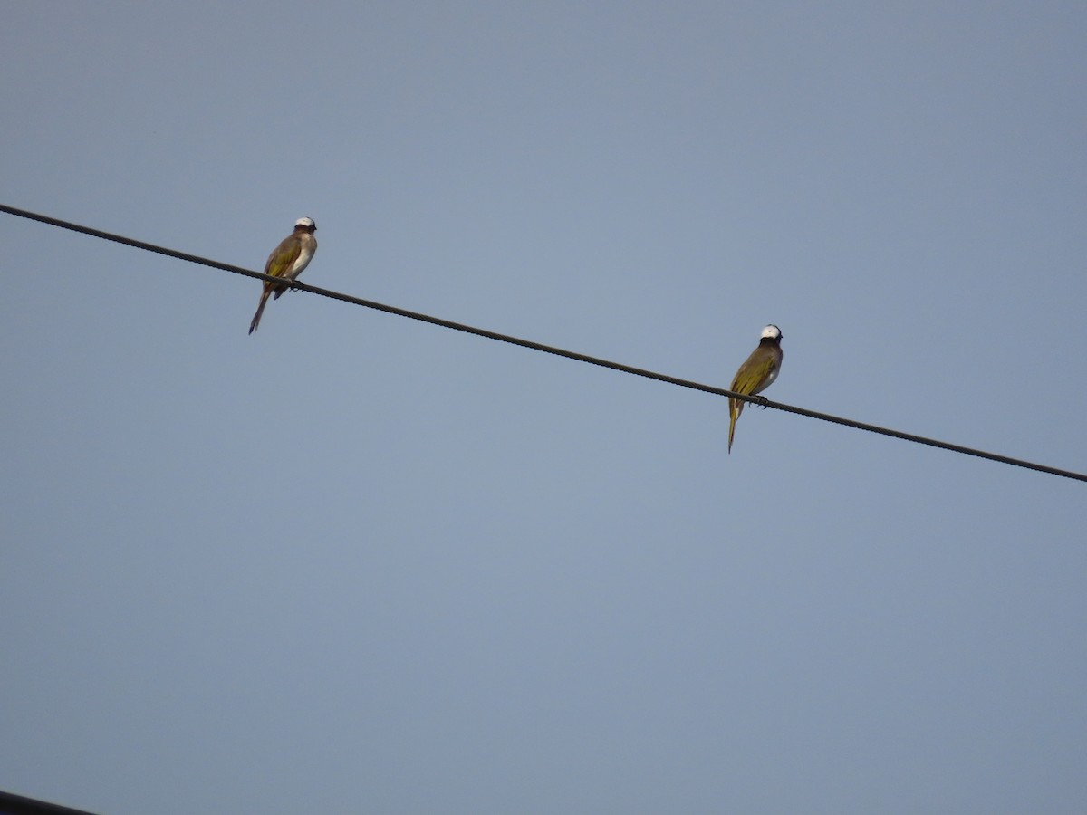Light-vented Bulbul - ML641855271