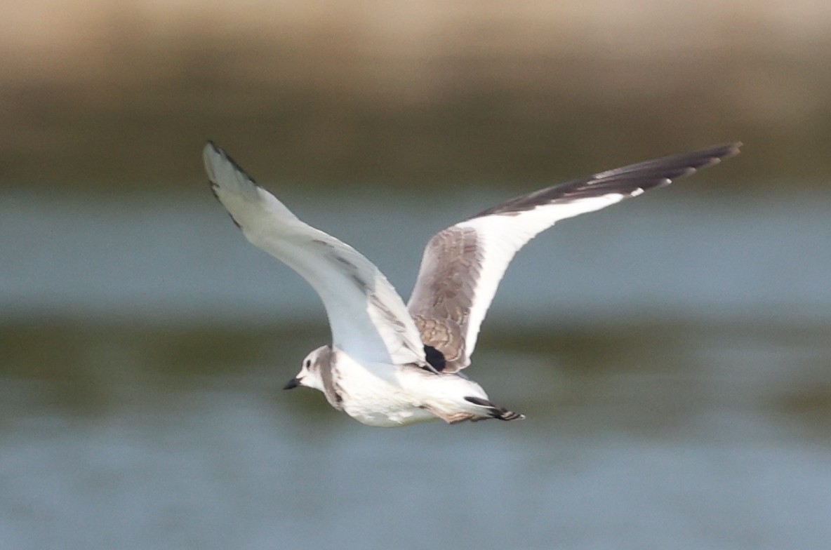 Sabine's Gull - ML641855307