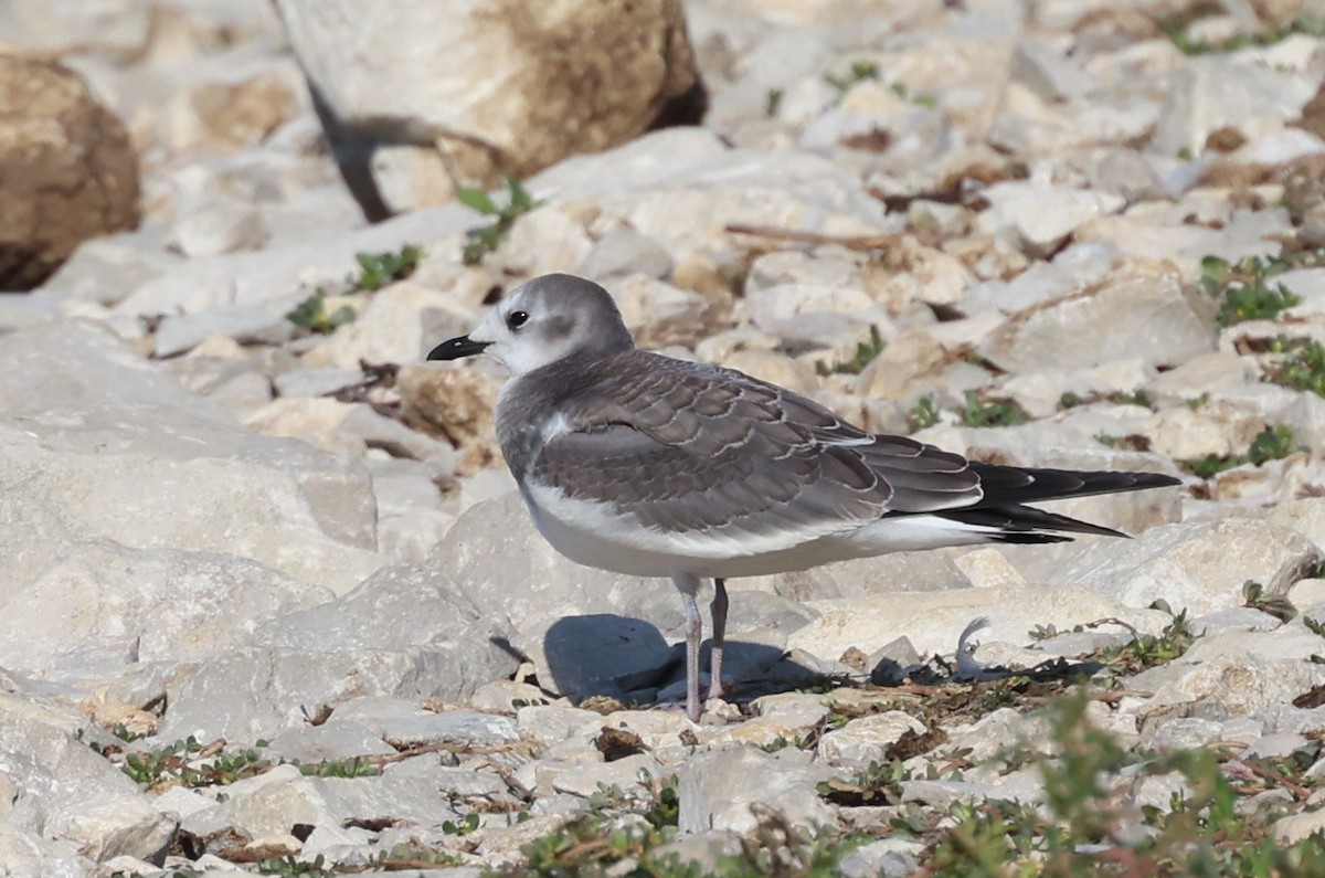 Sabine's Gull - ML641855308