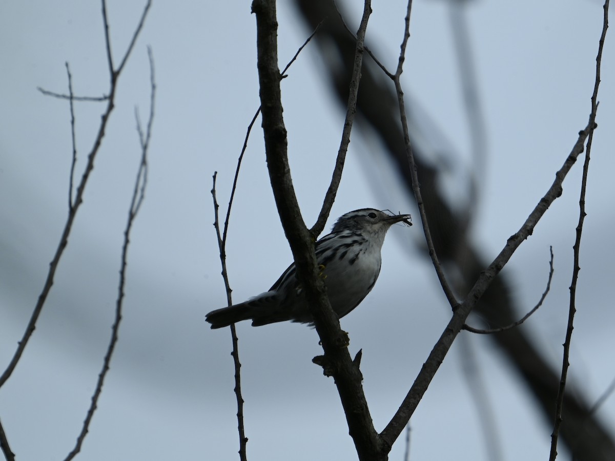 Пісняр строкатий - ML641855316