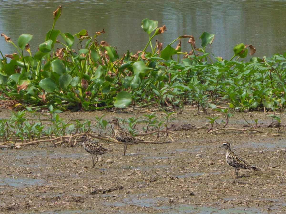 Pacific Golden-Plover - ML641855348
