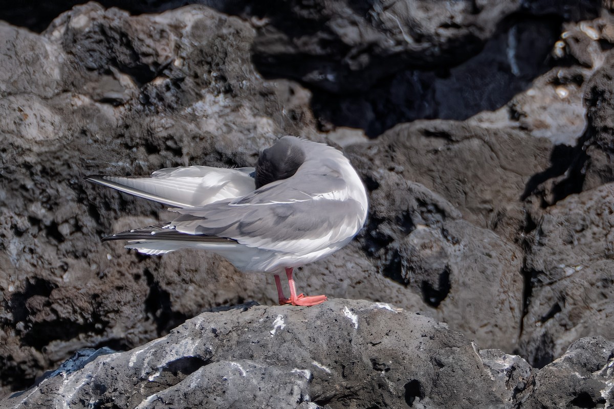 Swallow-tailed Gull - ML641855355