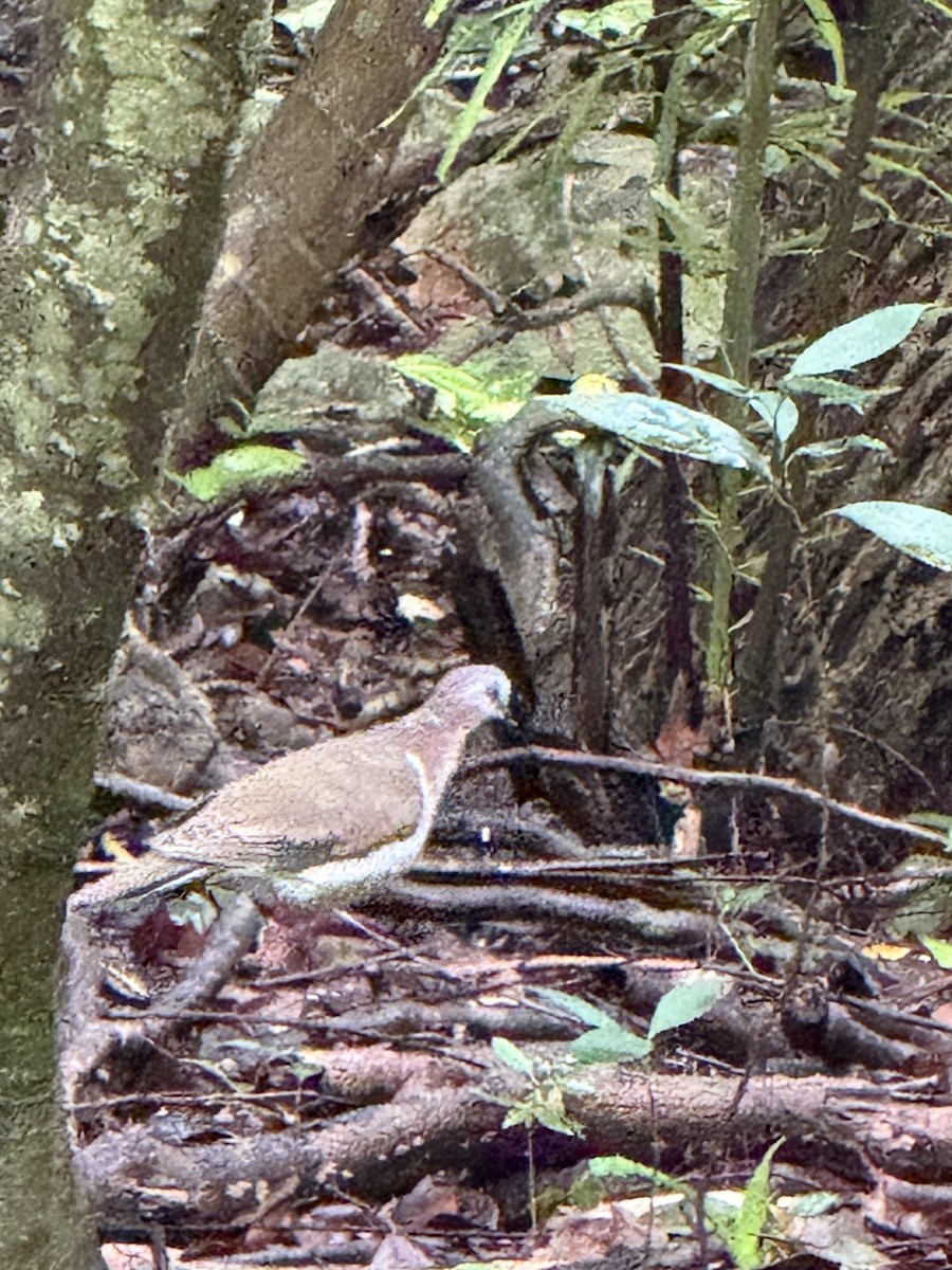 Caribbean Dove - ML641855371