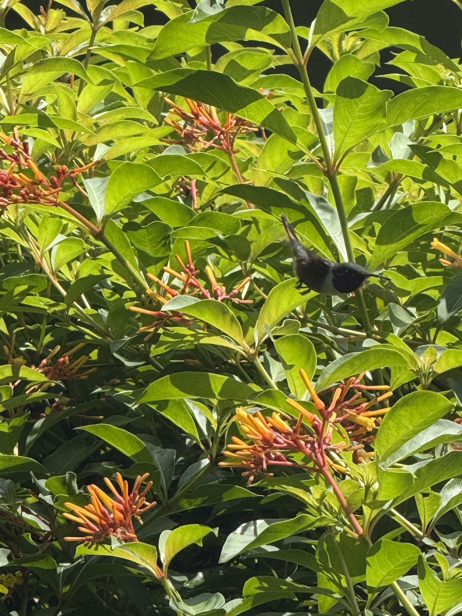 Bahama Woodstar - ML641855413