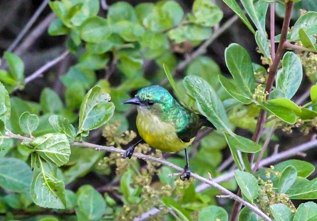 Collared Sunbird - ML641855417