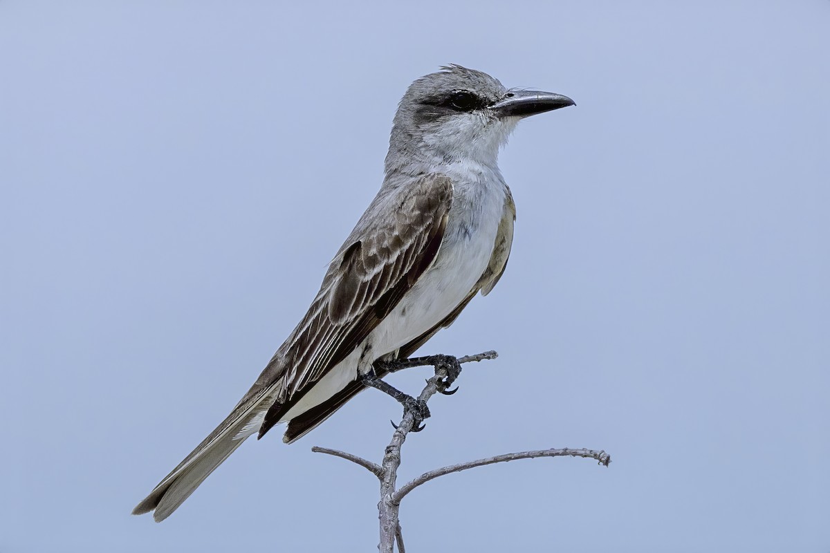 Gray Kingbird - ML641855418