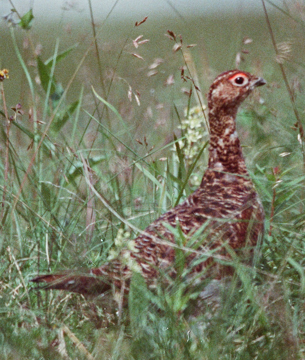 Willow Ptarmigan - ML641855427