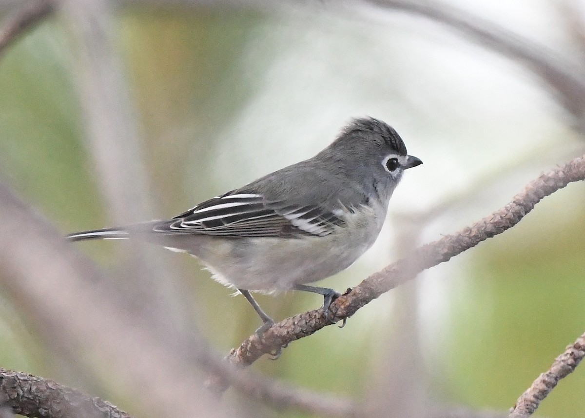Vireo Plomizo - ML641855443