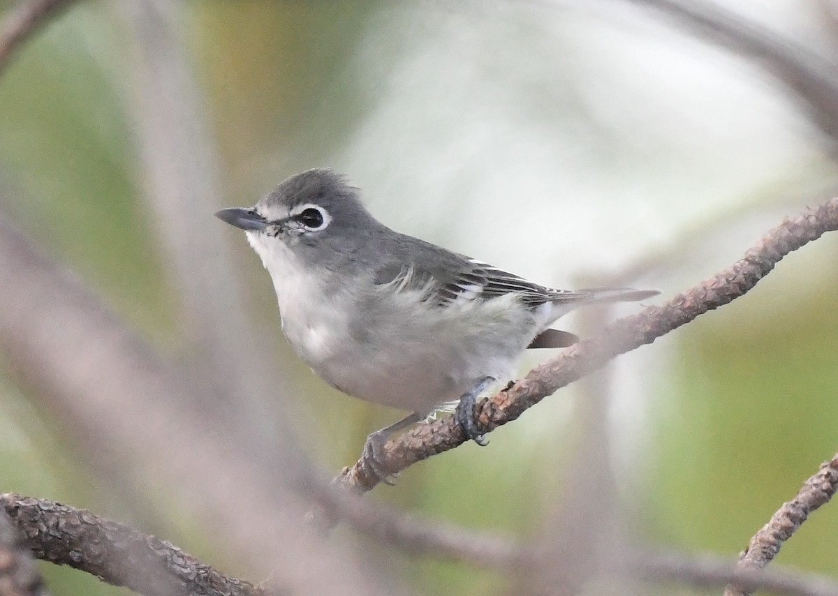 Vireo Plomizo - ML641855444