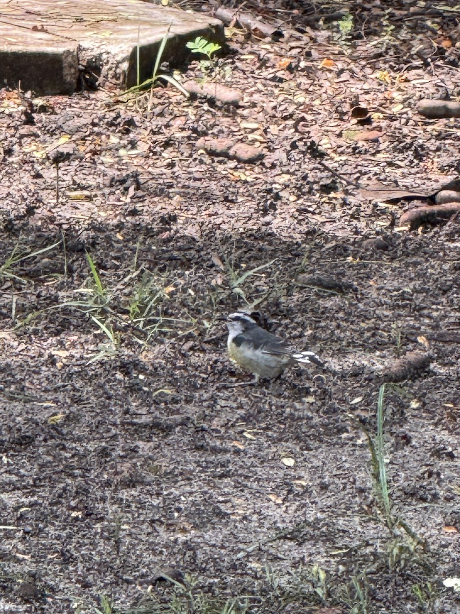 Bananaquit - ML641855449