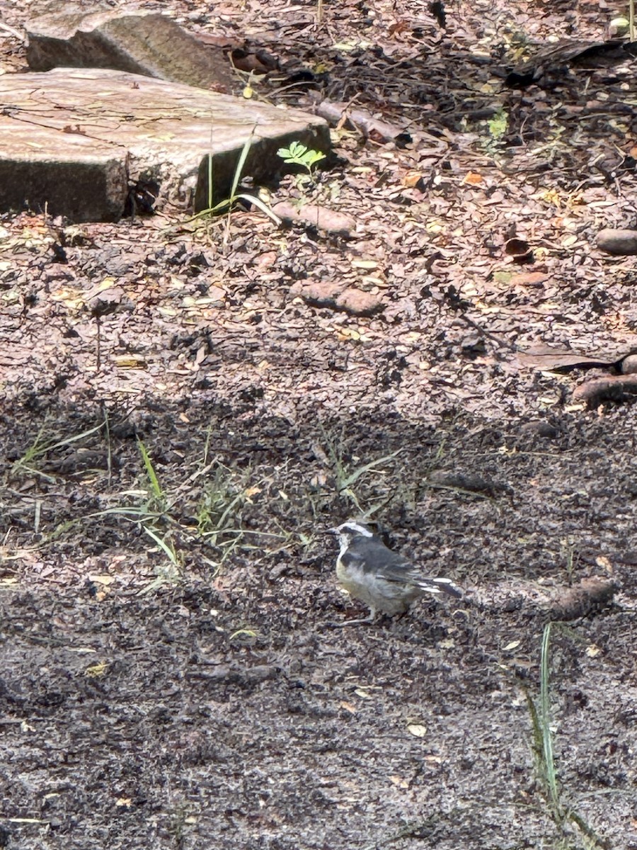 Bananaquit - ML641855450