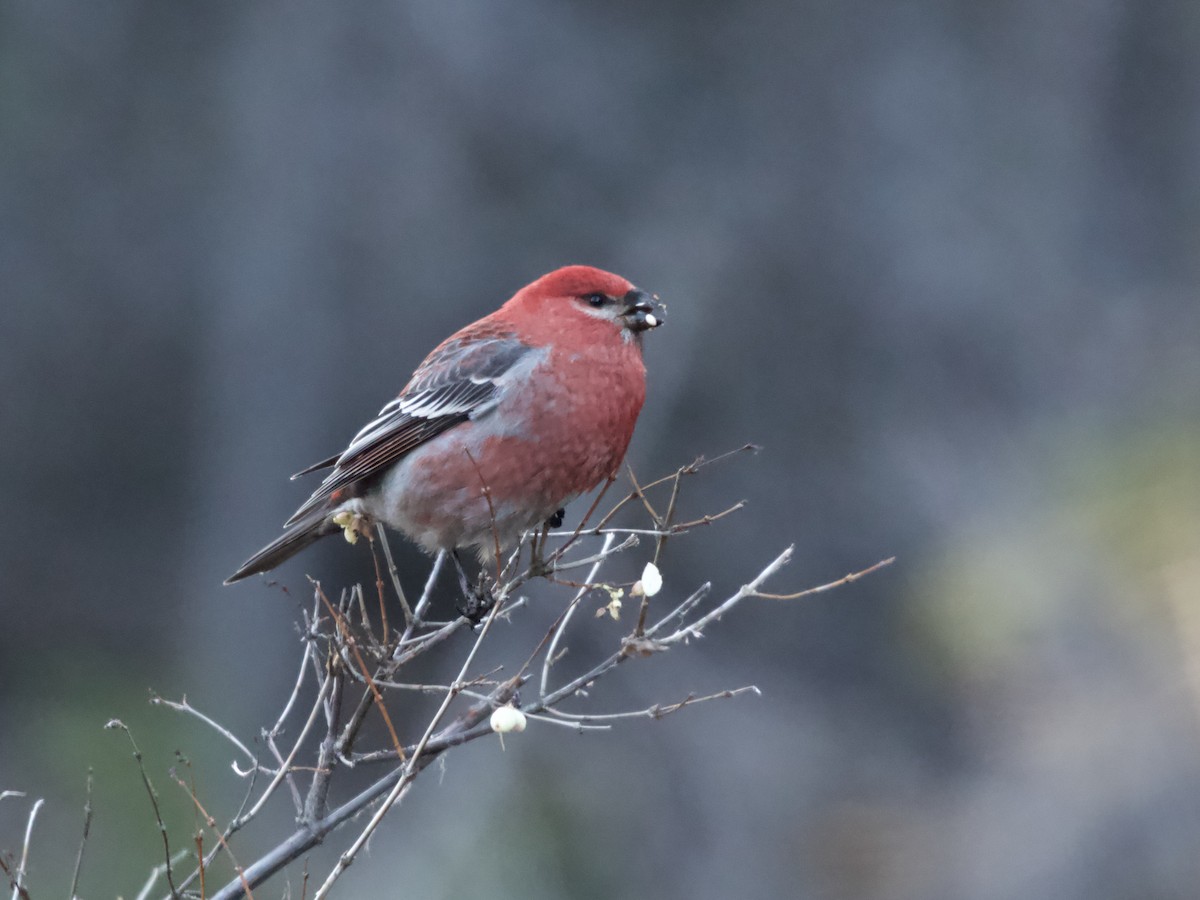 Pine Grosbeak - ML641855486