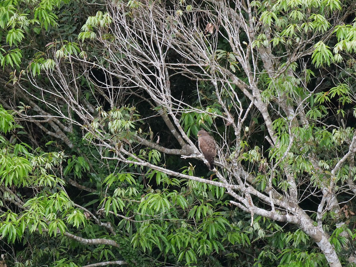 Amurbussard - ML641855488