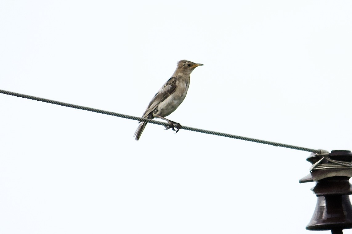 Rosy Starling - ML641855490