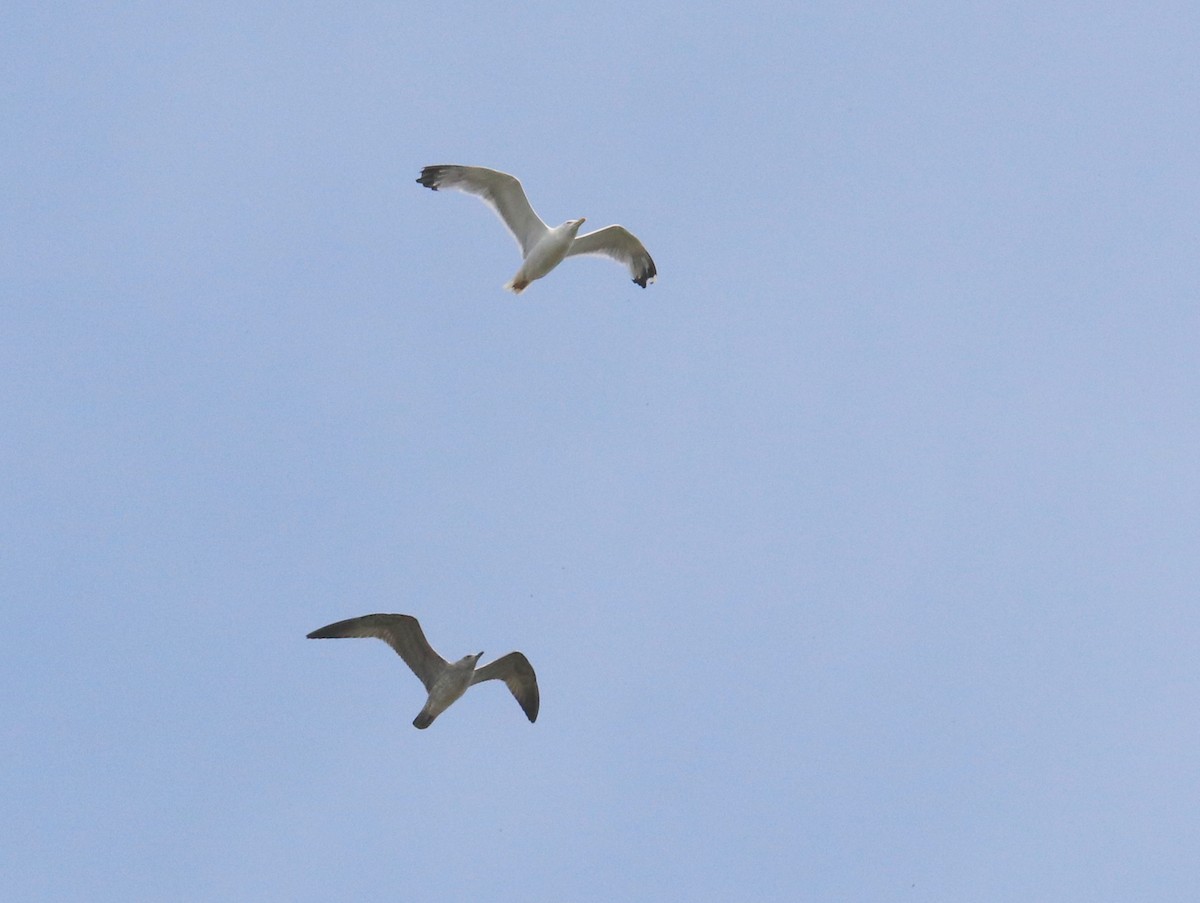 Caspian Gull - ML641855496