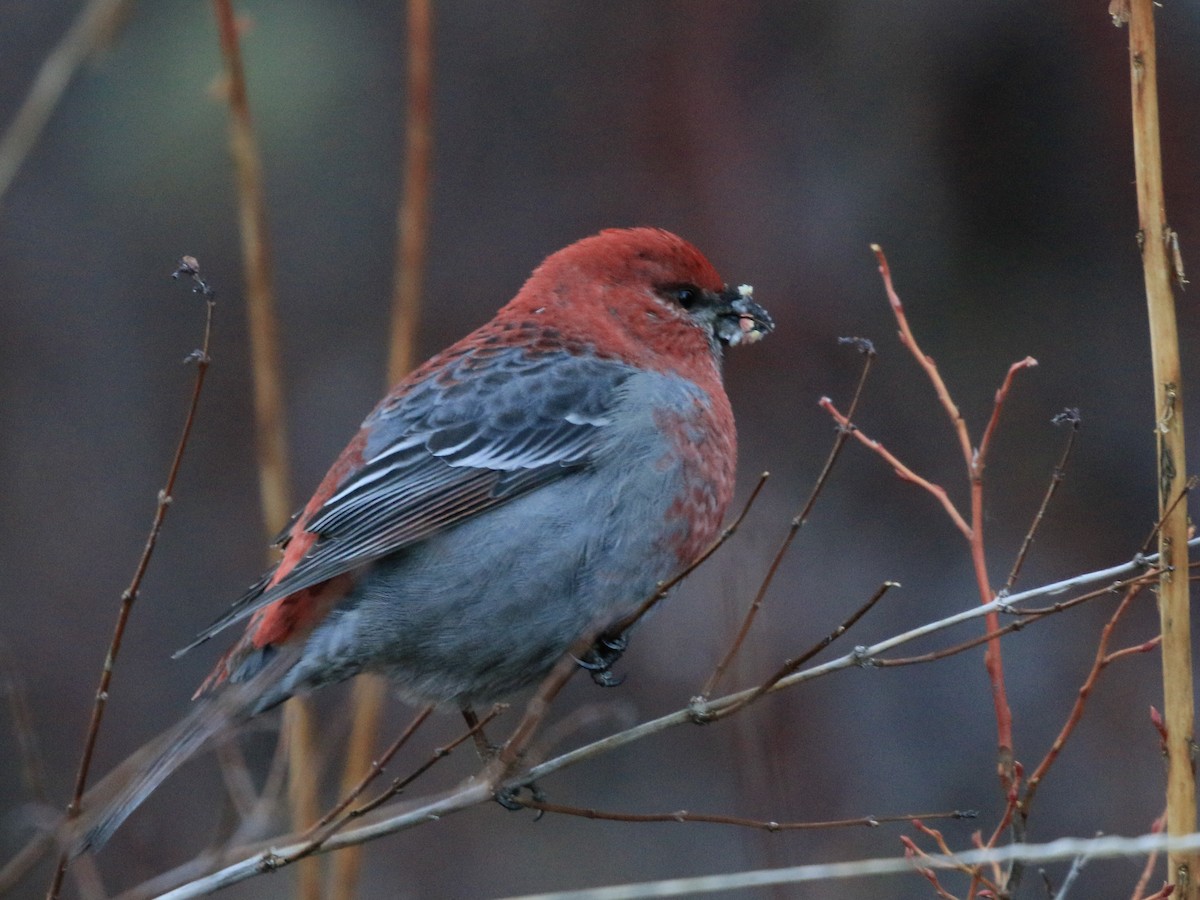 Pine Grosbeak - ML641855512