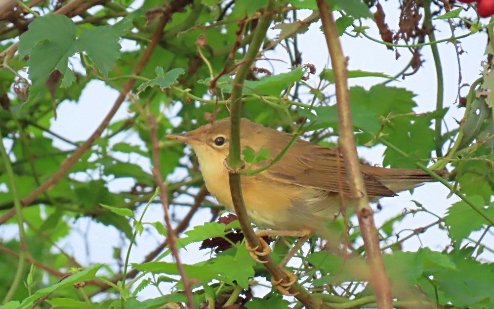 Carricero Común - ML641855521