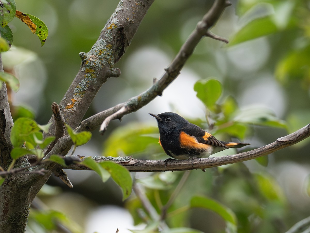 American Redstart - ML641855522
