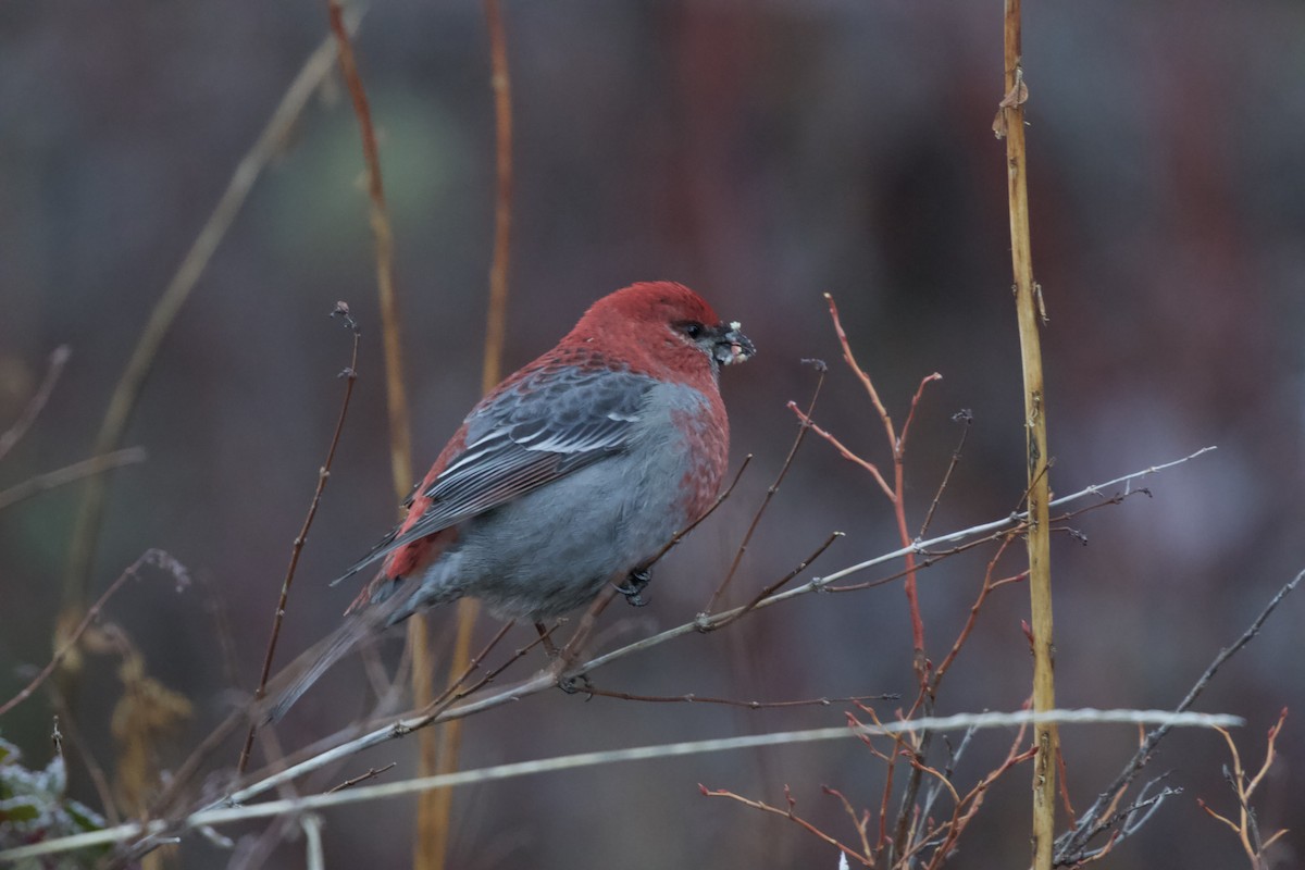 Pine Grosbeak - ML641855525