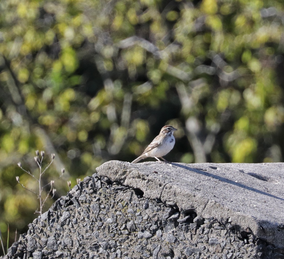 Lark Sparrow - ML641855536