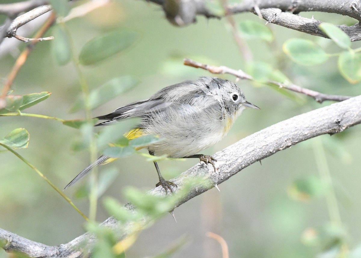 Virginia's Warbler - ML641855541