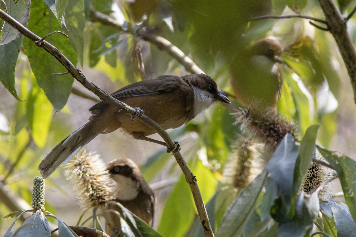 White-throated Laughingthrush - ML641855548