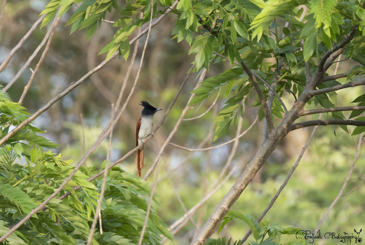 カワリサンコウチョウ - ML641855555
