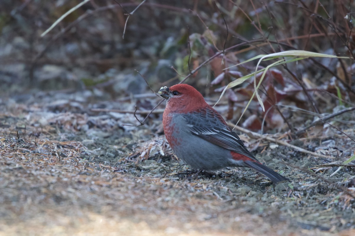 Pine Grosbeak - ML641855578